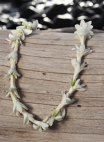 tuberose lei